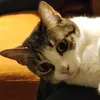 lolidiaz61