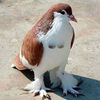 mohamedattayoubou