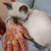 dywandz1ihox