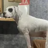 nddhzuxi2828dk