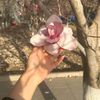 fianna_ra