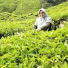 wanrodiahrodi