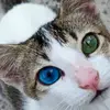 jayjai022