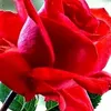 nguyenluy76