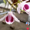 hiepha618
