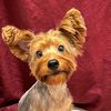 hazelnutlatte.yorkipoo