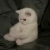 febzee8_