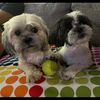 bruce.and.benji