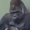 koqedemi2