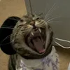 klingaac