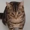 bderieuw