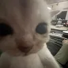 h3ymiaa