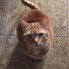 jewelry_cats_and_coffee