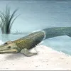 tiktok.tiktaalik.mim