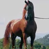 mourad_aziz