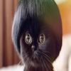 the_hound__