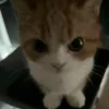 not_luk3e