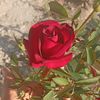 lary_1287