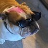 dieselthecooldog