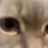 kapethecat0