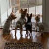 4yorkies4hoomans