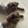 bugoydinoboyguapito