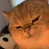 bread_cat_yummy