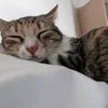 nourathefairy