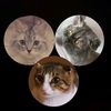 cute2021cat