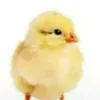 keke._.sla