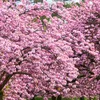 blossom38317