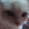 kittyko_ok