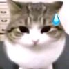 mrcatsha