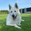 bonochampion