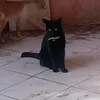 taoufikalla0