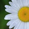 arwa_1987_