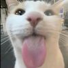 gummysmil33