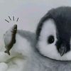 ilmyxah_
