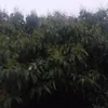 phuongvanluan_88