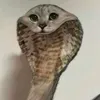 razval_4mo