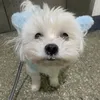 gjopwtgtpvpmmg