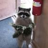 8cheokkitty