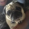 lukpug