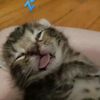 mittenshy