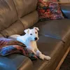 lilzfurmum
