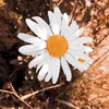 blearyflower