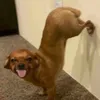 kingfugy