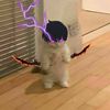 lordfaarquaaaddd
