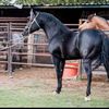 torito4151