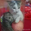 lt_kn7